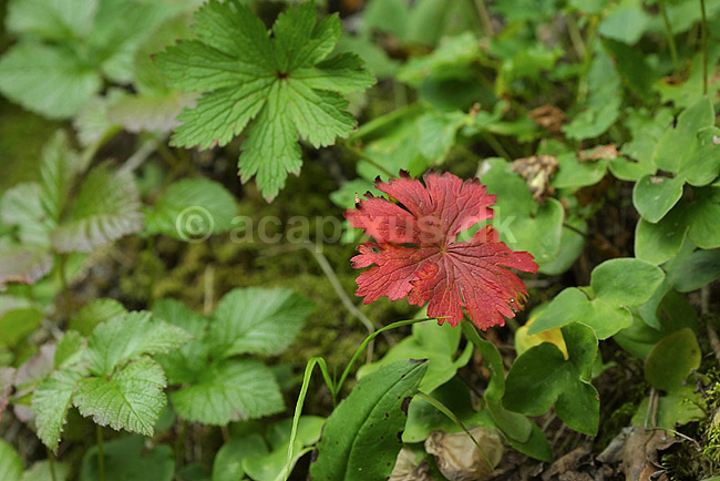 Red and Green. R�dt blad mellem gr�nne blade; ; Alperne / Kandersteg; Schweiz; Europa; planter; farver, kontrast