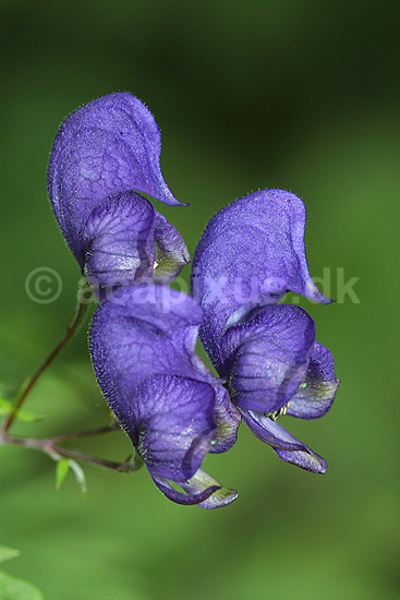 Stormhat. Blomstrende Stormhatte i Alperne; Aconitum napellus; Alperne / Kandersteg; Schweiz; Europa; planter; Venusvogn, giftige planter
