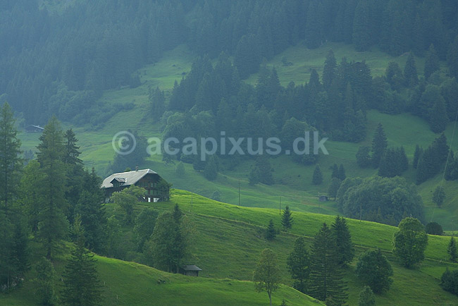 Alpelandskab. Fyrretr� foran Oeschinensee i Oeschinental i de Schweiziske Alper; ; Gsteig; Schweiz; Europa; ; 
