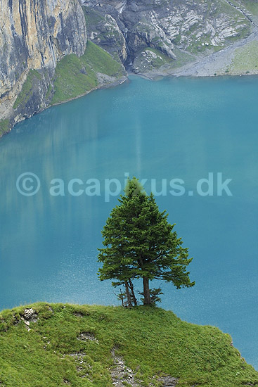 Oeschinensee. Fyrretr� foran Oeschinensee i Oeschinental i de Schweiziske Alper; ; Kandersteg; Schweiz; Europa; ; 
