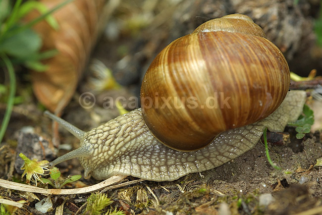 Vinbjergsnegl. Vinbjergsnegl i skovbund; ; M�nsklint / M�n; Danmark; ; Bl�ddyr; vinbjergsnegle, snegle, Mollusca, lungesnegle, Pulmonata, Vinbjergssnegl
