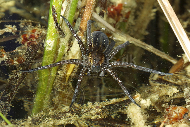 Dolomedes. Dolomedes edderkop fra H�kens�s; Dolomedes plantarius; H�kens�s; Sverige; ; spindlere; Rovedderkopper (Pisauridae)
