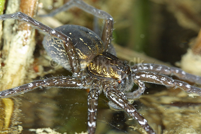 Dolomedes. Dolomedes edderkop fra H�kens�s; Dolomedes plantarius; H�kens�s; Sverige; ; spindlere; Rovedderkopper (Pisauridae)