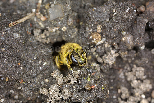 Vejbi. Vejbi stikker hovedet op af sit underjordiske bo; Helictus spec; KVLs have; Danmark; ; insekter; Vejbier, Halictidae