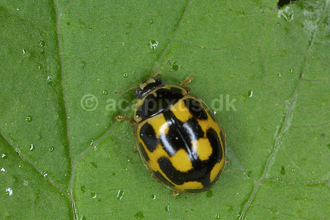 Marieh�ne. 14-prikket Marieh�ne p� blad; Propylaea 14-punctata; KVLs have; ; ; insekter; Marieh�ns, Cocconilidae