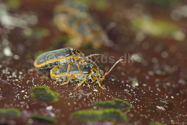 Bladbiller. Bladbiller der parer sig p� �kandeblad; Galerucella nymphaea ; H�kens�sen; Sverige; ; insekter; Forplantning, Chrysomelidae