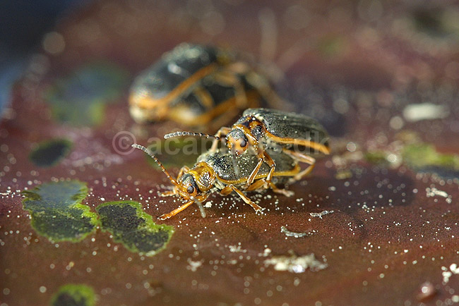 Bladbiller. Bladbiller der parer sig p� �kandeblad; Galerucella nymphaea ; H�kens�sen; Sverige; ; insekter; Forplantning, Chrysomelidae