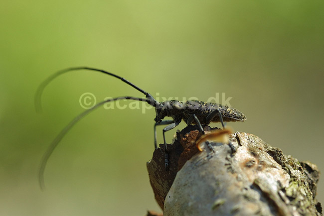 Tr�buk. Tr�buk, tallbock ; Monochamus sutor; H�kens�sen; Sverige; ; insekter; Tr�bukke, biller, Cerambycidae, f�lehorn