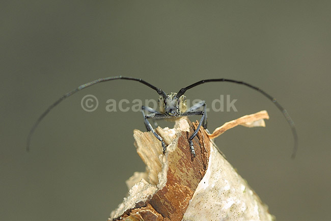 Tr�buk. Tr�buk, tallbock ; Monochamus sutor; H�kens�sen; Sverige; ; insekter; Tr�bukke, biller, Cerambycidae, f�lehorn