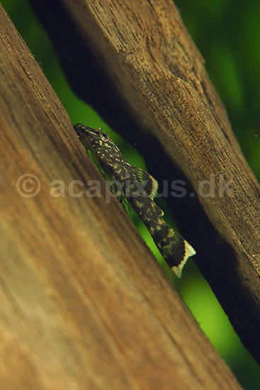 Sugemalle. 1 cm lang unge af Ancistrus sugemalle; Ancistrus temmincki; ; ; ; fisk; akvariefisk, akvarier, Loricariidae, sugemaller
