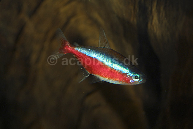 R�dneonfisk. R�d Neonfisk; Paracheirodon axelrodi; ; ; ; fisk; akvariefisk, akvarier, Karpelaks, Characidae