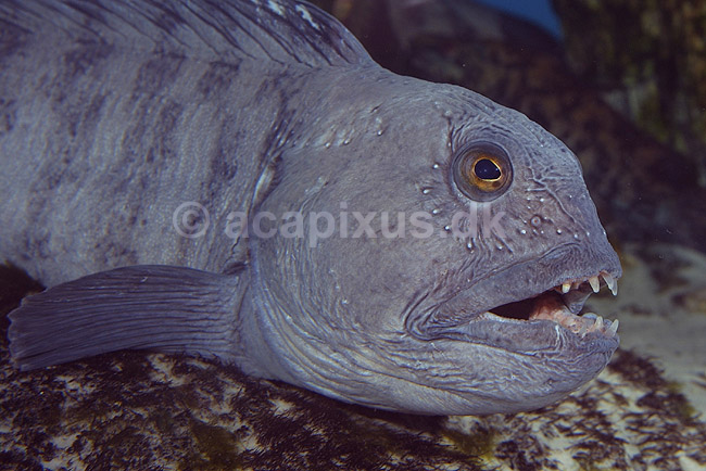Havkat. Havkat i Danmarks Akvarium; Anarhichas lupus; Danmarks Akvarium; ; ; fisk; Ferskvandsfisk, Anarhichadidae, havkatte
