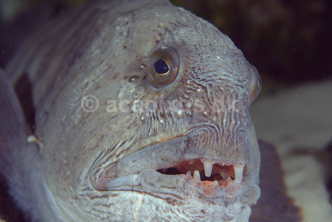 Havkat. Havkat i Danmarks Akvarium; Anarhichas lupus; Danmarks Akvarium; ; ; fisk; Ferskvandsfisk, Anarhichadidae, havkatte, t�nder, tandsmil