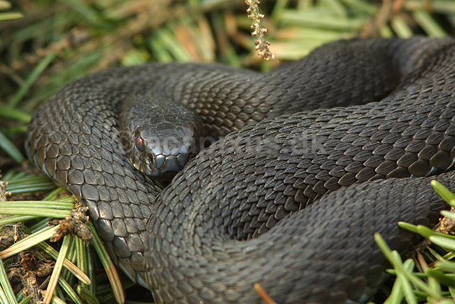 Hugorm. Almindelig hugorm; Vipera berus, Viperidae; Zoologisk Have, K�benhavn; ; ; krybdyr; slanger, hugorme, giftslanger