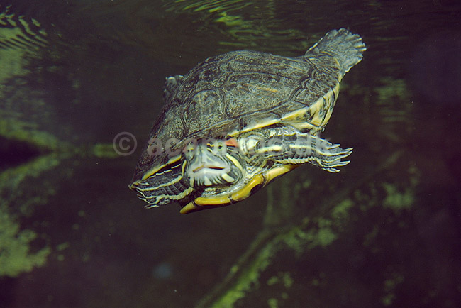 Skildpadder. R�d�ret terrapin ; Chrysemys scripta elegans ; Danmarks Akvarium; ; ; krybdyr; skildpadder, Testudines