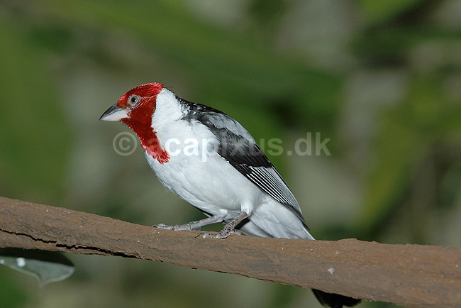 Dominikanerkardinal. Dominikaner-kardinal; Paroaria dominicana; Zoologisk Have, K�benhavn; ; ; fugle; kardinaler, Cardinalinae
