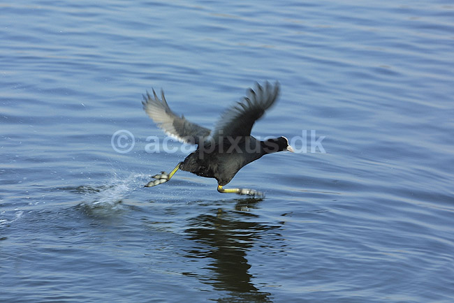 Blish�ne. Blish�ne l�bende p� vandoverfladen; Fulica atra, Rallidae; Utterslev Mose / Sj�lland; ; ; fugle; Vandh�ns, Rallidae