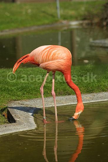 Flamingo; Phoenicopterus ruber, Phoenicopteridae; K�benhavn ZOO; ; ; fugle; Flamingoer, Phoenicopteridae