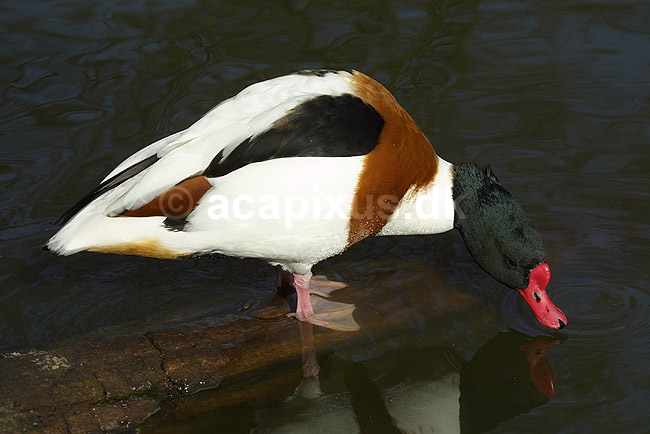 Gravand. Gravand der snadrer i vandoverfladen; Tadorna tadorna, Anatidae; K�benhavn ZOO; ; ; fugle; �nder, Andefugle, Anseriformes, Anatidae
