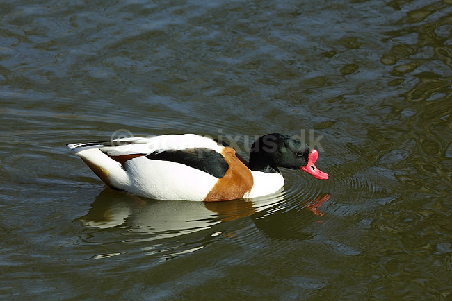 Gravand; Tadorna tadorna, Anatidae; K�benhavn ZOO; ; ; fugle; �nder, Andefugle, Anseriformes, Anatidae