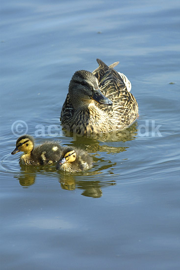Gr�and. Gr�and med �llinger; Anas platyrhynchos, Anatidae; Utterslev Mose / Sj�lland; ; ; fugle; �nder, Andefugle, Anseriformes, Anatidae