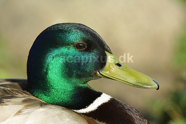 Gr�and. Gr�and han; Anas platyrhynchos, Anatidae; Utterslev Mose / Sj�lland; ; ; fugle; �nder, Andefugle, Anseriformes, Anatidae