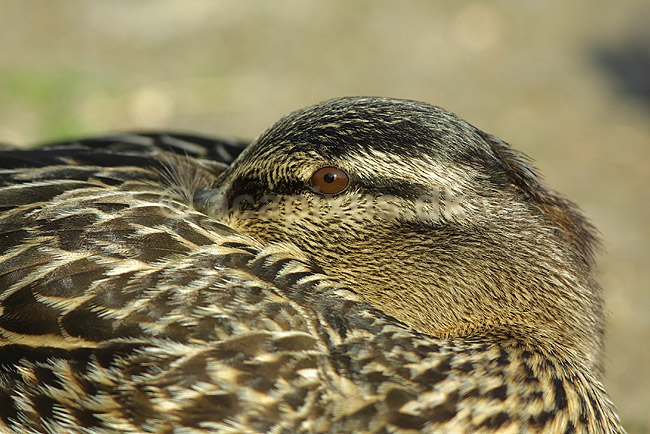 Gr�and. Gr�and med n�bbet under vingen; Anas platyrhynchos, Anatidae; Utterslev Mose / Sj�lland; ; ; fugle; �nder, Andefugle, Anseriformes, Anatidae