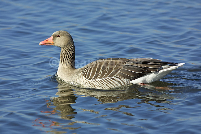 Gr�g�s; Anser anser, Anatidae; Utterslev Mose / Sj�lland; ; ; fugle; G�s, Andefugle, Anseriformes, Anatidae