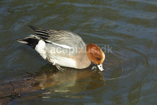Pibeand; Anas penelope, Anatidae; K�benhavn ZOO; ; ; fugle; �nder, Andefugle, Anseriformes, Anatidae, pibe�nder