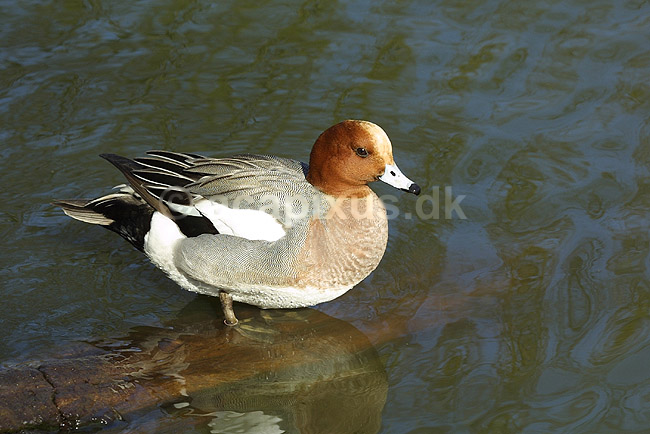 Pibeand; Anas penelope, Anatidae; K�benhavn ZOO; ; ; fugle; �nder, Andefugle, Anseriformes, Anatidae, pibe�nder