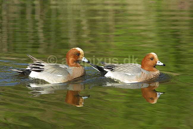 Pibeand; Anas penelope, Anatidae; K�benhavn ZOO; ; ; fugle; �nder, Andefugle, Anseriformes, Anatidae, pibe�nder