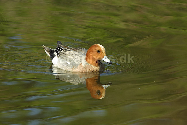 Pibeand; Anas penelope, Anatidae; K�benhavn ZOO; ; ; fugle; �nder, Andefugle, Anseriformes, Anatidae, pibe�nder