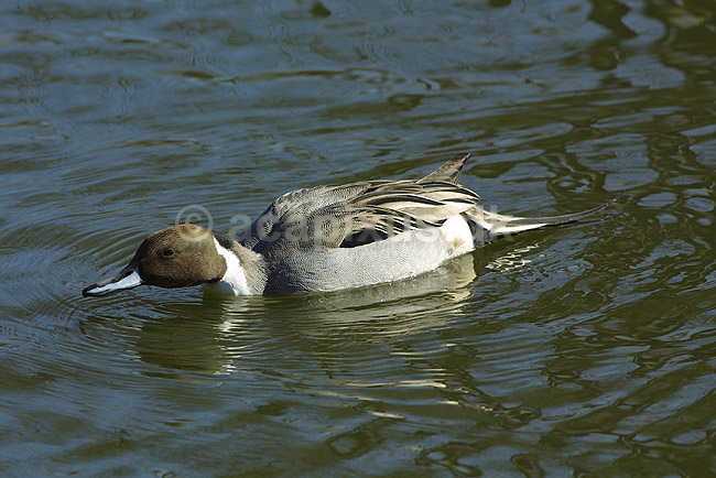Spidsand; Anas acuta, Anatidae; K�benhavn ZOO; ; ; fugle; �nder, Andefugle, Anseriformes, Anatidae