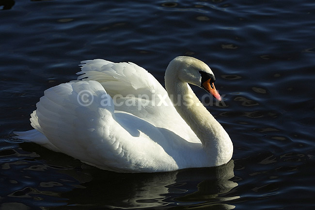 Knopsvane; Cygnus olor, Anatidae; Utterslev Mose / Sj�lland; ; ; fugle; Andefugle, Anseriformes, Anatidae, Knopsvaner