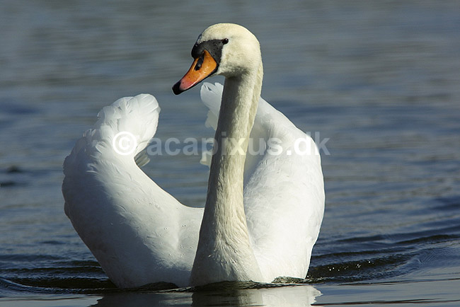 Knopsvane; Cygnus olor, Anatidae; Utterslev Mose / Sj�lland; ; ; fugle; Andefugle, Anseriformes, Anatidae, Knopsvaner
