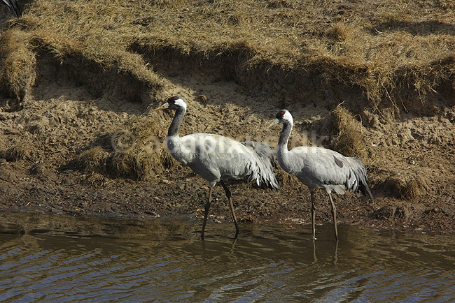 Traner. Traner p� dansepladsen ved Hornborga S�en; Grus grus, Gruidae; Hornborga s�en; Sverige; ; fugle; Tranefugle, Gruidae, Traner