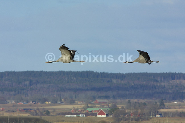 Traner. Traner flyver over dansepladsen ved Hornborga S�en; Grus grus, Gruidae; Hornborga s�en; Sverige; ; fugle; Tranefugle, Gruidae, Traner
