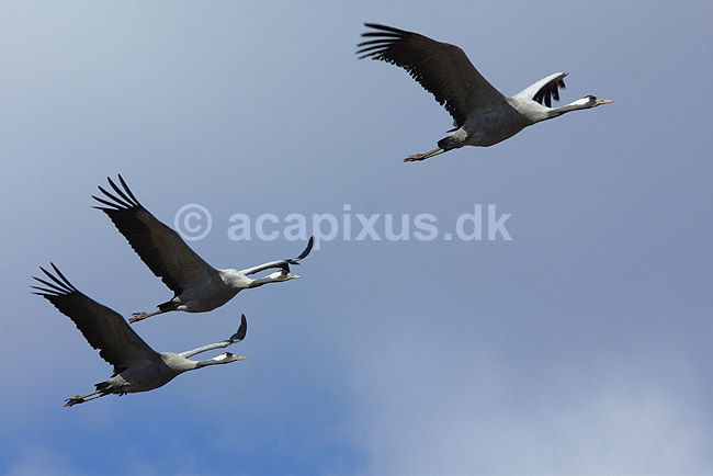 Traner. Traner flyver over dansepladsen ved Hornborga S�en; Grus grus, Gruidae; Hornborga s�en; Sverige; ; fugle; Tranefugle, Gruidae, Traner