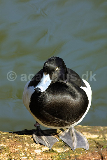 Troldand; Aythya fuligula, Anatidae; Utterslev Mose / Sj�lland; ; ; fugle; Andefugle, Anseriformes, Anatidae