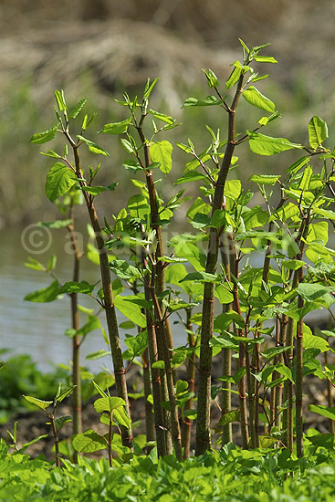Japanskpileurt. Japansk pileurt p� bredden at Utterslev Mose; Polygonum japonica; Utterslev Mose / Sj�lland; ; ; planter; Pileurt-familien, Polygonaceae, Reynoutria japonica, Fallopia japonica, k�mpepileurt