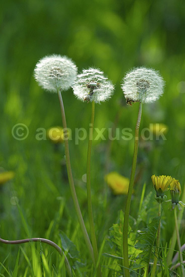 M�lkeb�tter. Fandens m�lkeb�tte, fr�stande i modlys; Taraxacum spec.; ; ; ; planter; Korsblomstfamilien, Crusiferae, Brassicaceae