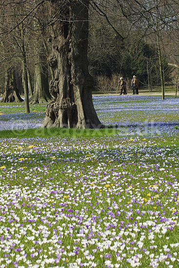 Krokus. Krokus p� krokuspl�nen i Frederiksberg Have; Crocus spec. Iridaceae; Frederiksberg Have; ; ; planter; Iris-familien, Iridaceae, l�gplanter, haveblomster, haveplanter, parker, For�rsblomster