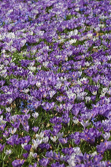 Krokus. Krokus p� krokuspl�nen i Frederiksberg Have; Crocus spec. Iridaceae; Frederiksberg Have; ; ; planter; Iris-familien, Iridaceae, l�gplanter, haveblomster, haveplanter, parker, For�rsblomster