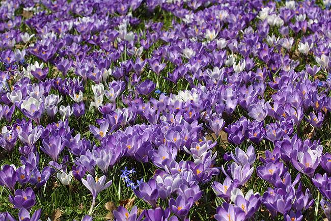 Krokus. Krokus p� krokuspl�nen i Frederiksberg Have; Crocus spec. Iridaceae; Frederiksberg Have; ; ; planter; Iris-familien, Iridaceae, l�gplanter, haveblomster, haveplanter, parker, For�rsblomster