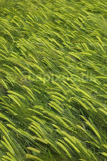 Bygmark. Mark tils�et med byg; Hordeum vulgare; Stevns Klint; Danmark; ; planter; kornsorter, landbrug