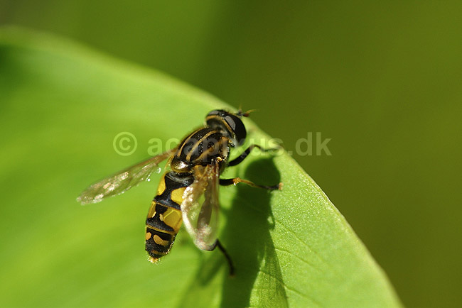 Svirreflue. Svirreflue p� blad; Heliophilus pendulus; Utterslev Mose; Danmark; ; insekter; Svirrefluer, sv�vefluer, Syrphidae, Tovinger, Diptera