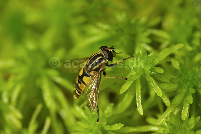 Svirreflue. Svirreflue p� t�rvemos; Heliophilus pendulus; Utterslev Mose; Danmark; ; insekter; Svirrefluer, sv�vefluer, Syrphidae, Tovinger, Diptera