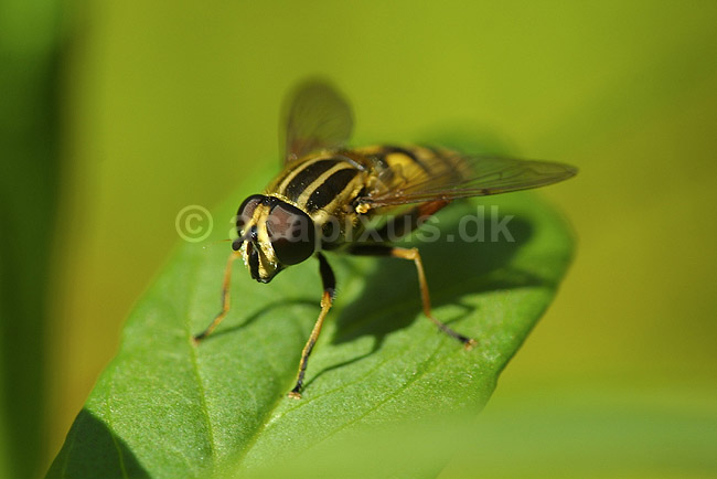 Svirreflue. Svirreflue p� blad; Heliophilus pendulus; Utterslev Mose; Danmark; ; insekter; Svirrefluer, sv�vefluer, Syrphidae, Tovinger, Diptera