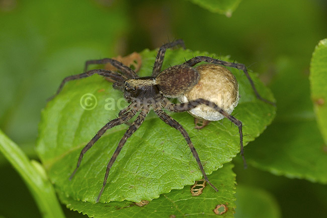Jagtedderkop. Jagtedderkop med �gges�k; Lycosidae; B�llemosen, J�gersborg Hegn; ; ; spindlere; Edderkopper, Araneae