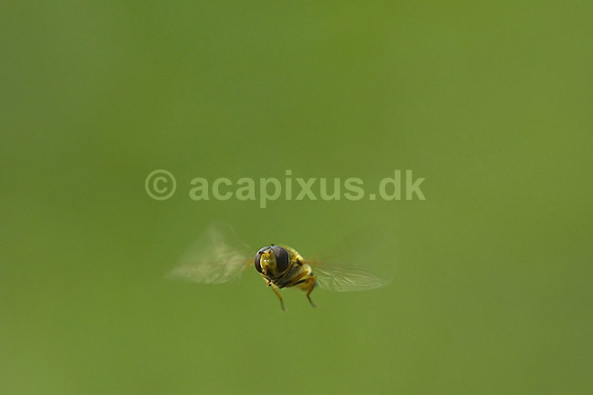Svirreflue. Svirreflue svirrer i luften; Episyrphus balteatus Syrphidae; B�llemosen / J�gersborg Hegn; ; ; insekter; fluer, flyve, flyvning, vinger, Svirrefluer, sv�vefluer, Syrphidae, Tovinger, Diptera